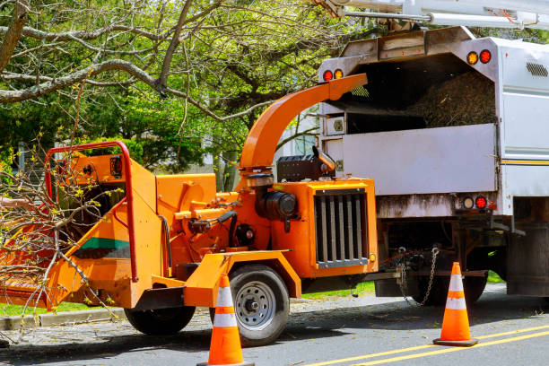 Professional  Tree Services in Kechi, KS